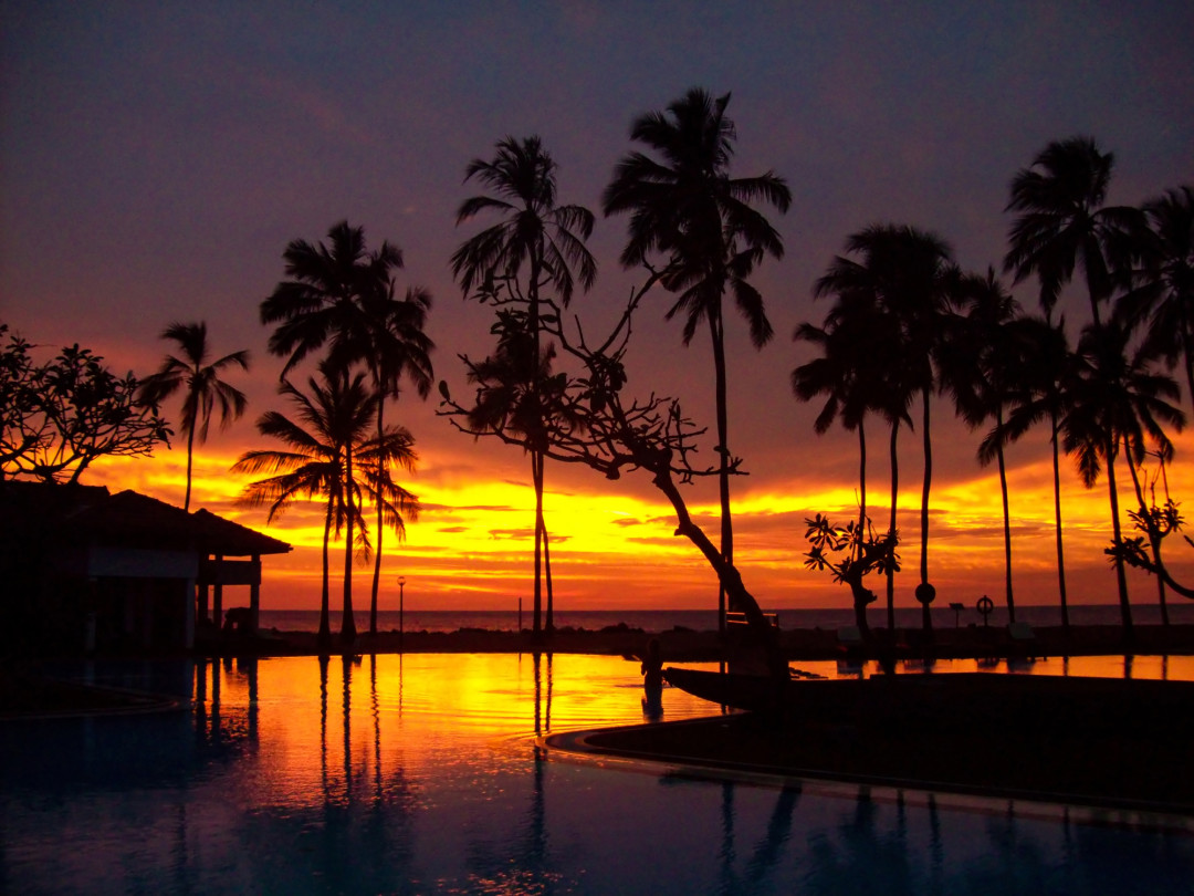 A sunset with palm trees and water