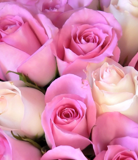 A close up of pink roses in the bouquet
